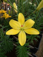 [5002 Yellow Cocotte No01.JPG]